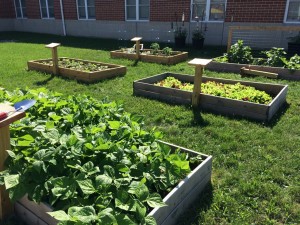 Live Civilly Community Gardens